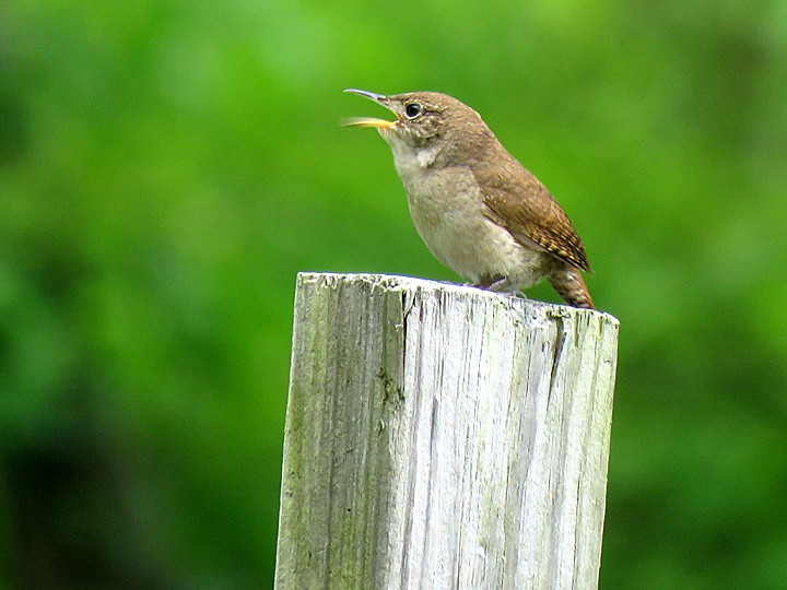 A House Wren perched on a wooden post.
