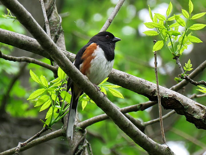 An Eastern Towhee male perched on a branch.