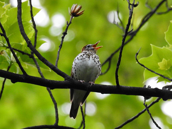 A Wood Thrush singing in the middle of the forest.