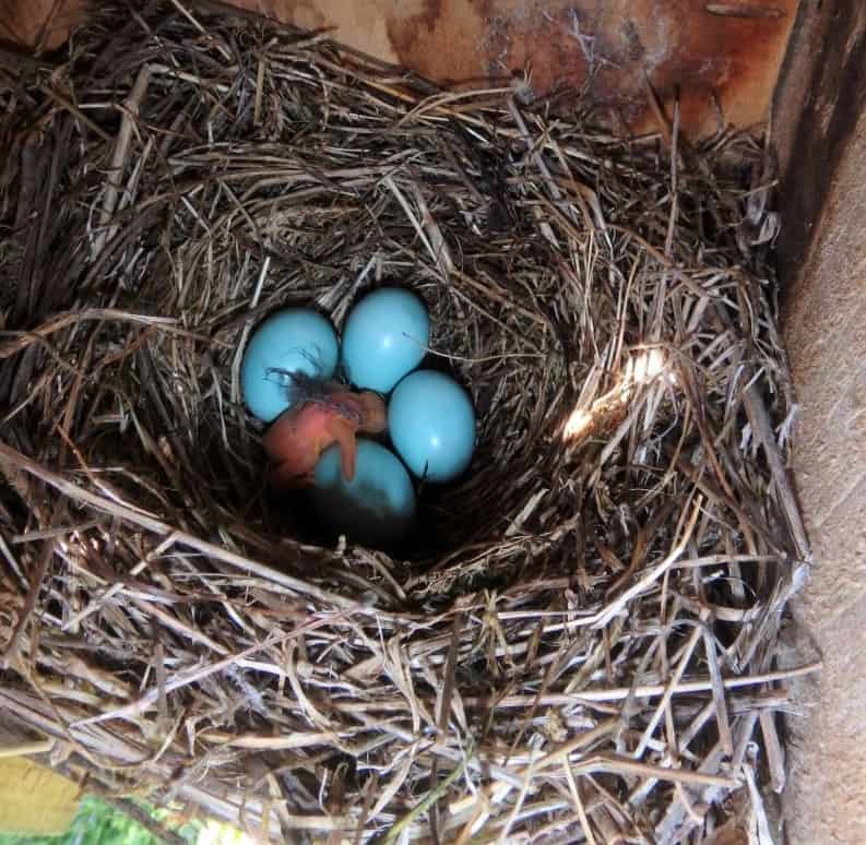 A Bluebird just hatched from the egg and exhausted by the process.