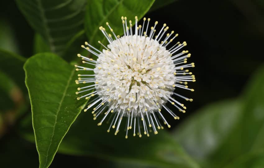 circular white flower with spikes sticking out