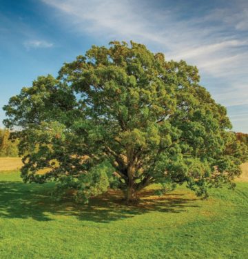 A drone photo of a magnificent white oak tree in a meadow with blue skies above. 