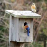 A pair of Eastern Bluebirds on a nest box.