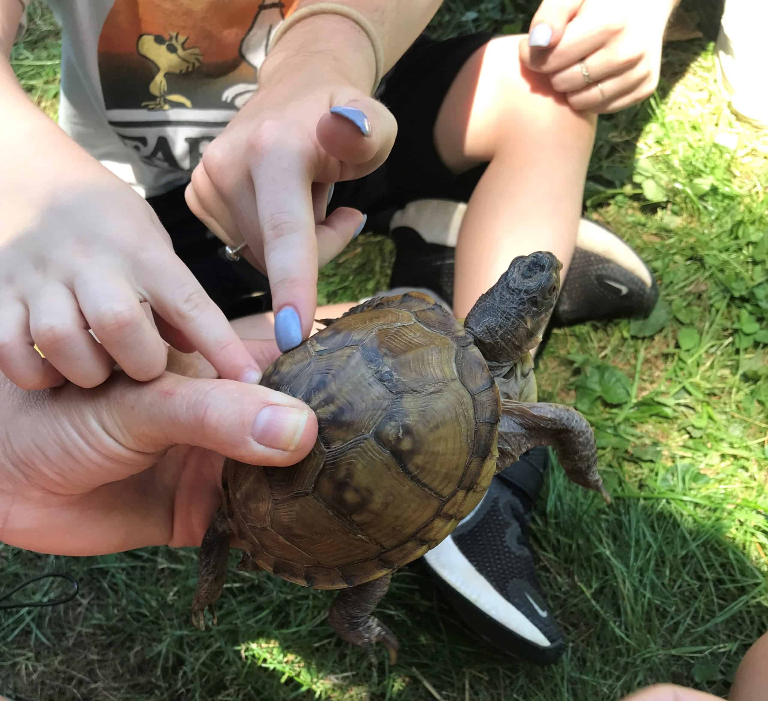 Kids holding a box turtle