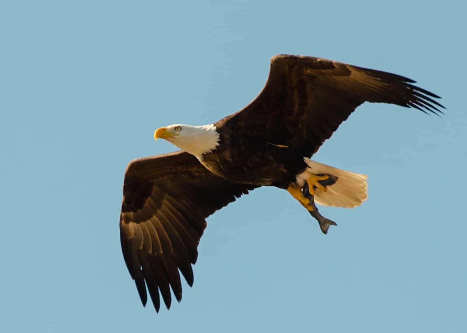 The Significance of Bald Eagles in the United States - OneNature