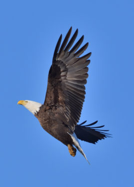 A Bald Eagle flying in a blue sky. 
