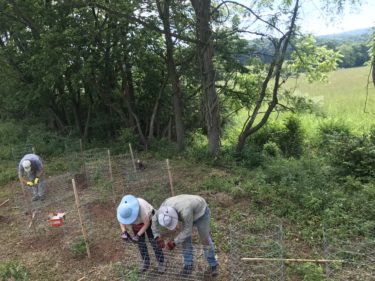 Two volunteers in hats attach wire cages around newly planted tree seedlings