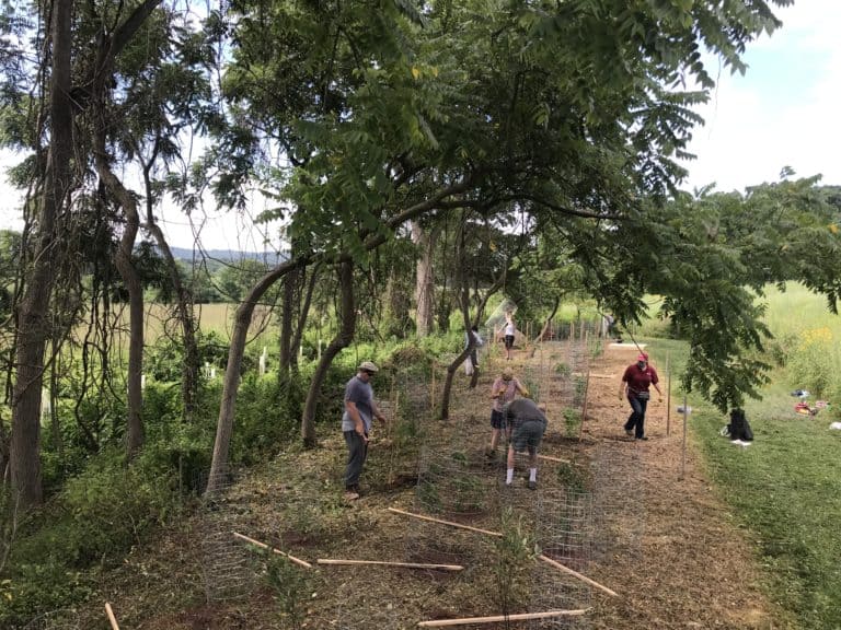 A group of staff and volunteers plant new, native species in an old walnut hedgerow to replace invasive plants they've removed.