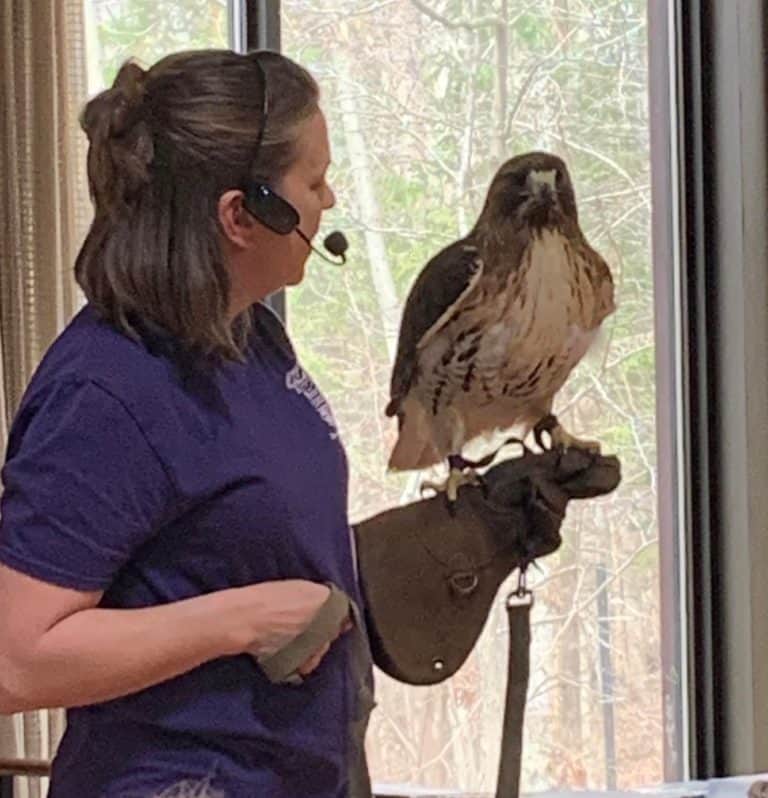 Wildlife Rehabilitator Dawn White showing a red-tailed hawk