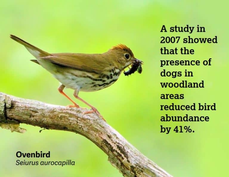 A small brown bird with an insect in its mouth, and text describing how dogs can impact bird habitats.