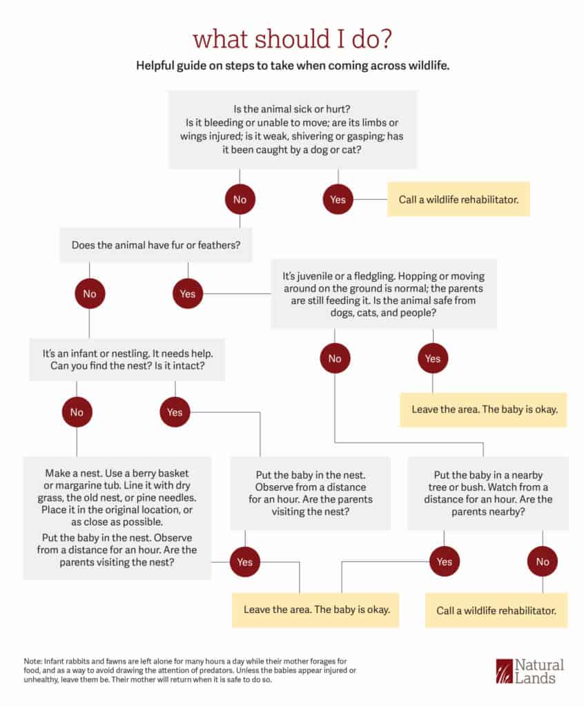 A flowchart graphic on what to do if you find baby wildlife.