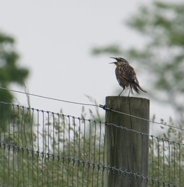 An Eastern Meadowlark opens its beak in song as it perches atop a fence post in a meadow.