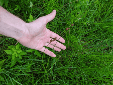 A man's hand reaches down into the a bed of grassy plants to point out a bloom of Bicknell's sedge.