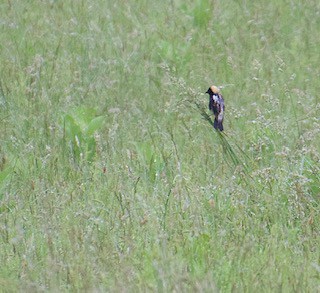 A Bobolink perches on a meadow grass in a green field.