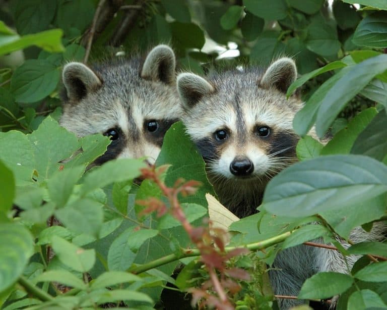 Two racccoons peeking out of green bushes