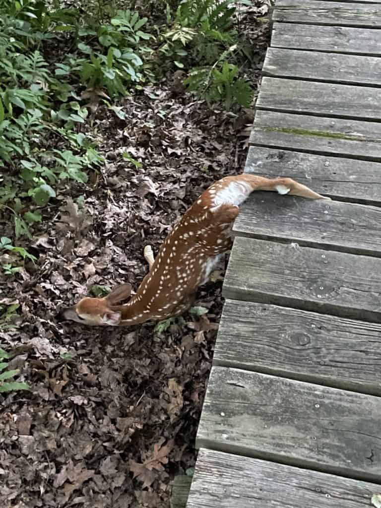 A small fawn lays with its hind leg trapped between boards on a walkway in the woods.