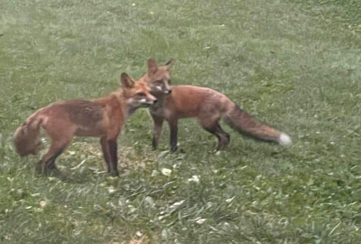 Two young foxes on a green lawn.