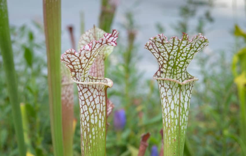 Purple and white speckled pitcher plants in the garden at Stoneleigh: a natural garden.