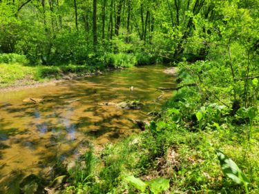 A stream runs through a green woods on the Flint property.