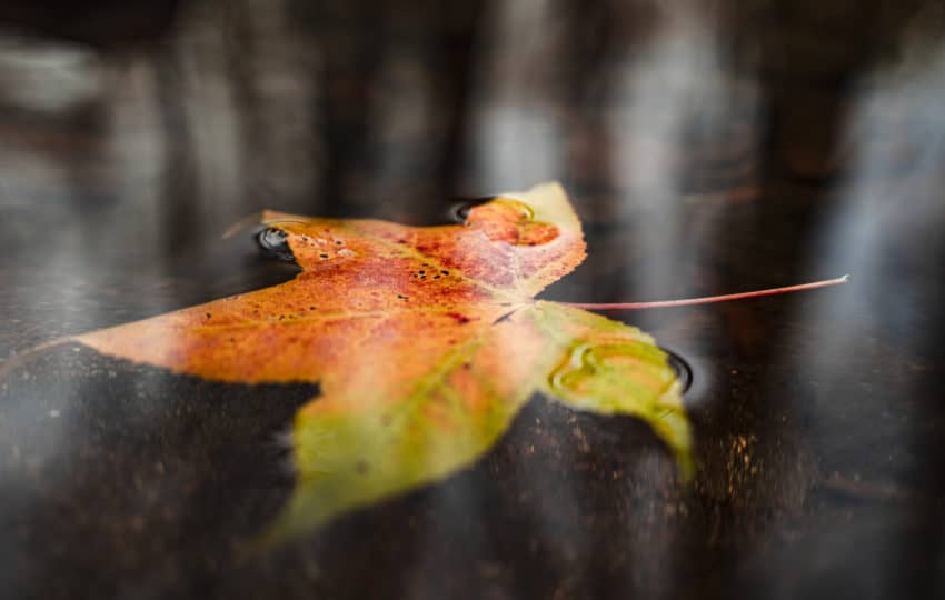 a close up shot of an orange maple leaf floating on water.