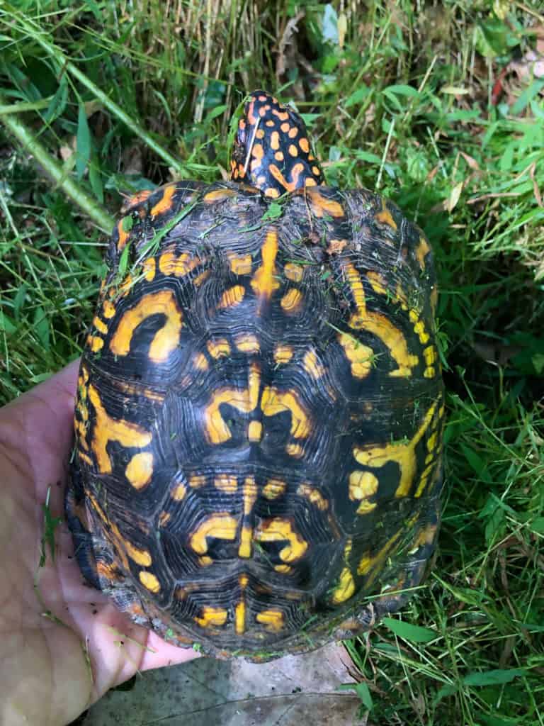 A box turtle on a person's hand in the grass.