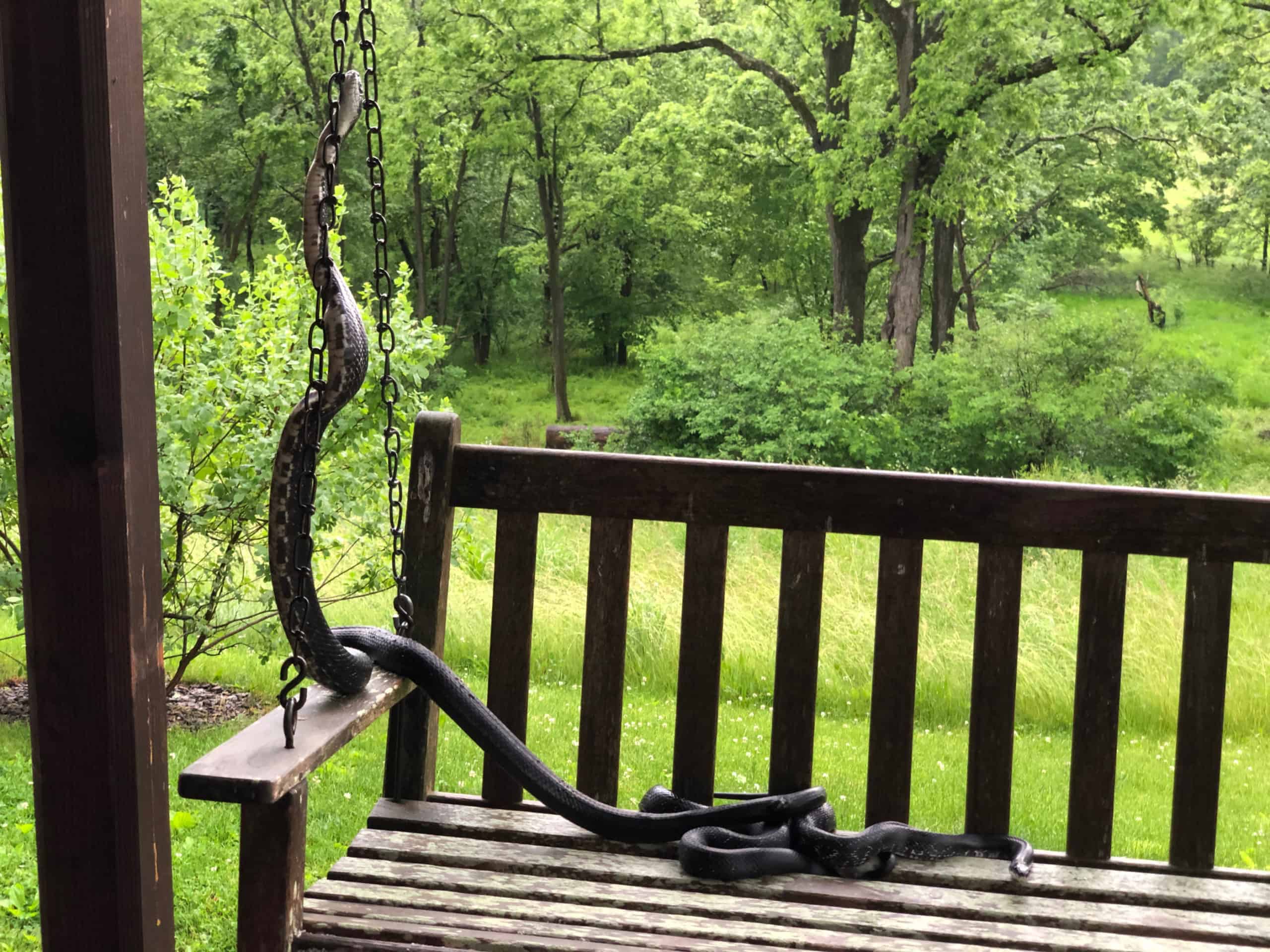 Two black rat snakes twining on a porch swing