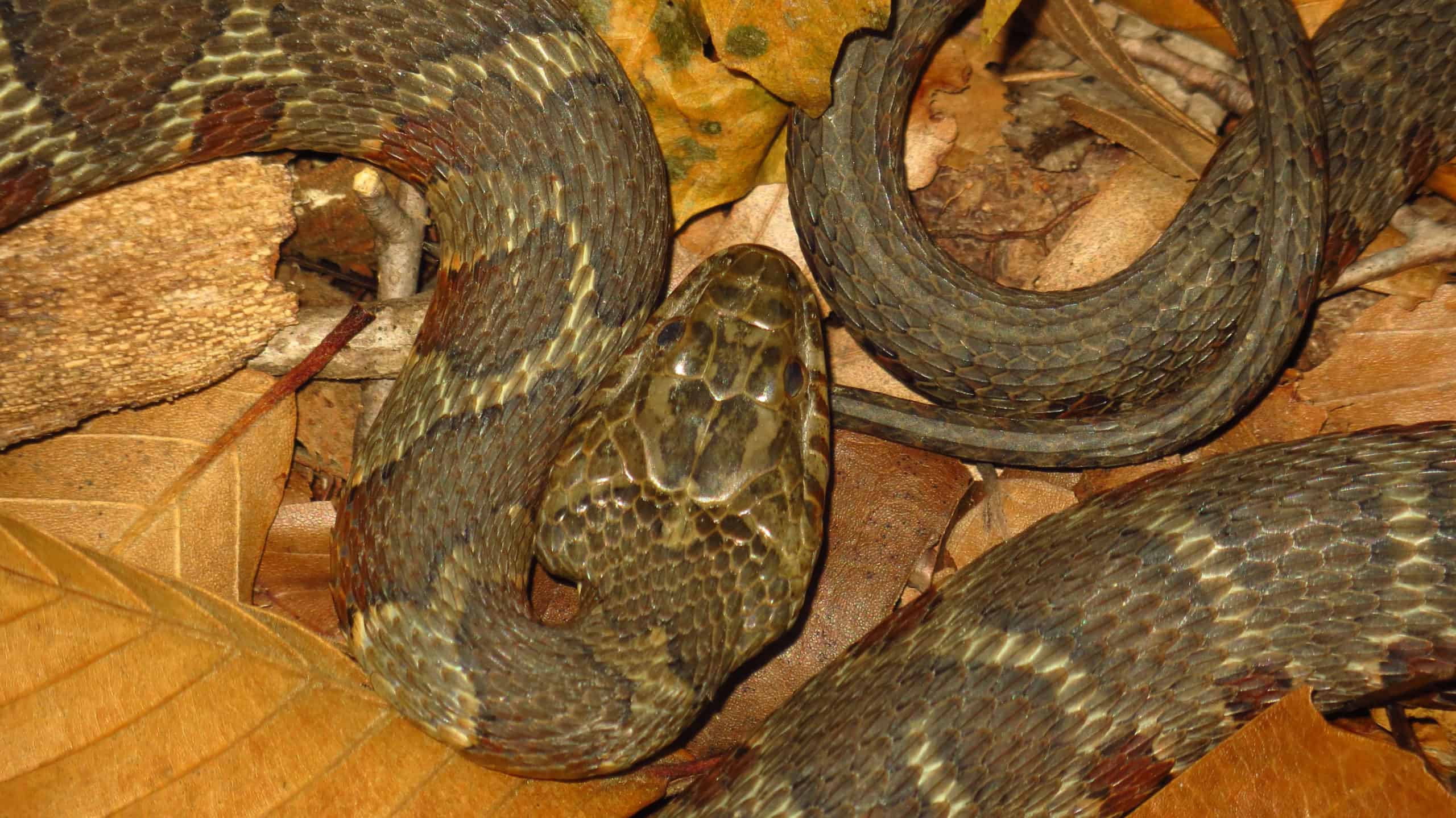 Common water snake closeup