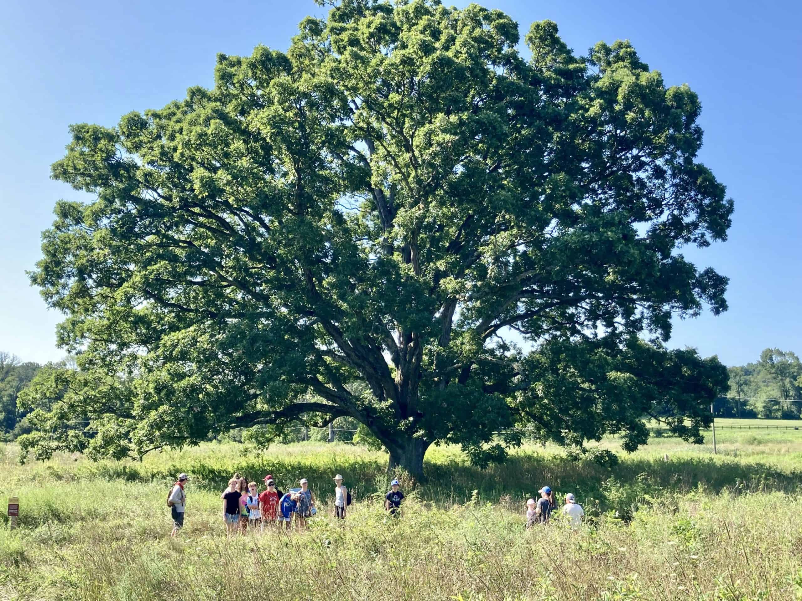Crow's Nest Campers visiting the huge white oak at Bryn Coed Preserve