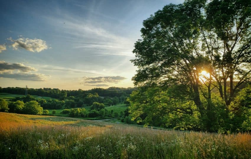 a landscape shot of a green field with a large tree and many other trees and an incoming sunset in the background.