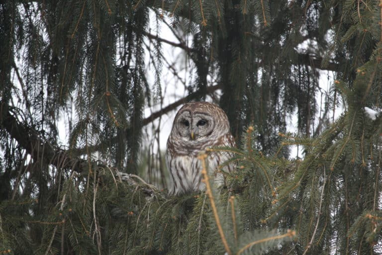 A Barred Owl in a spruce tree at Crow's Nest Preserve