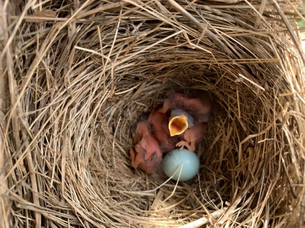 A clutch of baby bluebirds just hatched. One blue egg hasn't hatched yet.