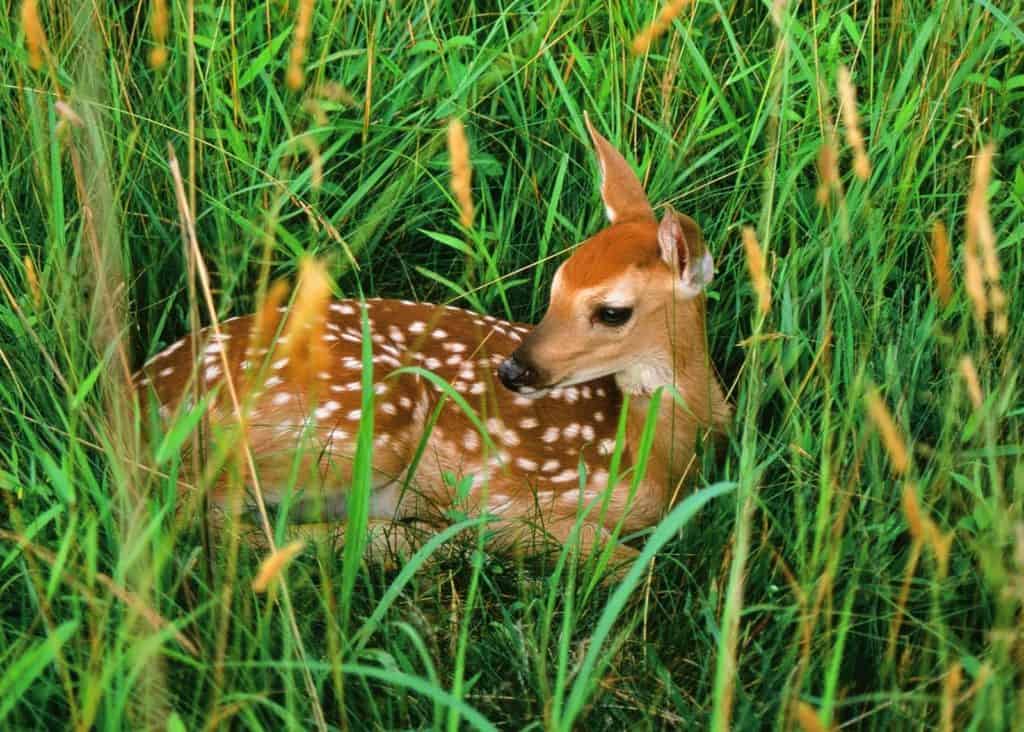 A spotted fawn is curled up in tall green grass.