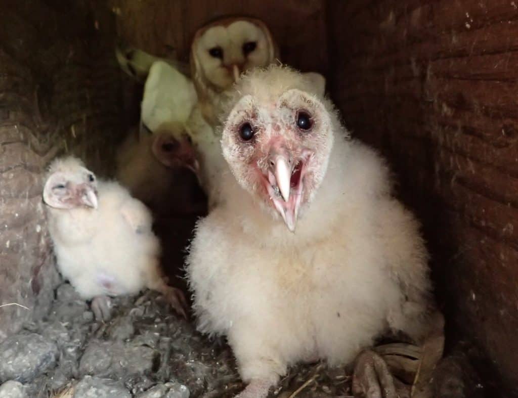 Baby Barn Owls in a nest box.