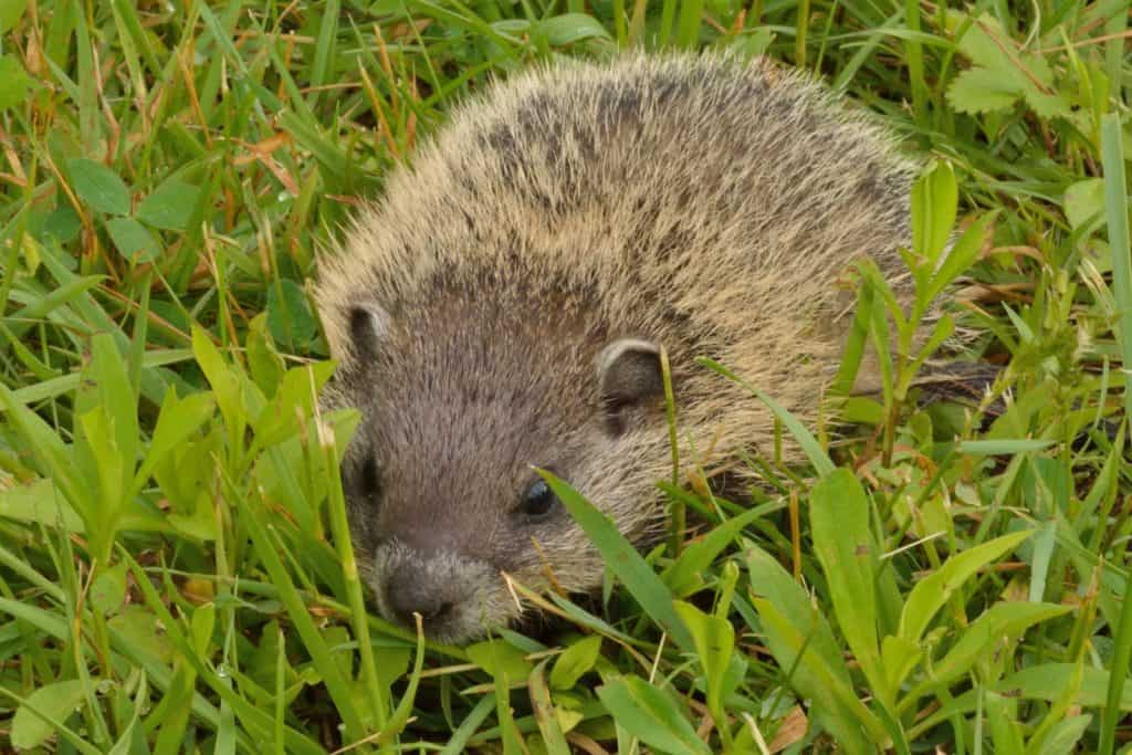 A very young groundhog closeup in the green grass.