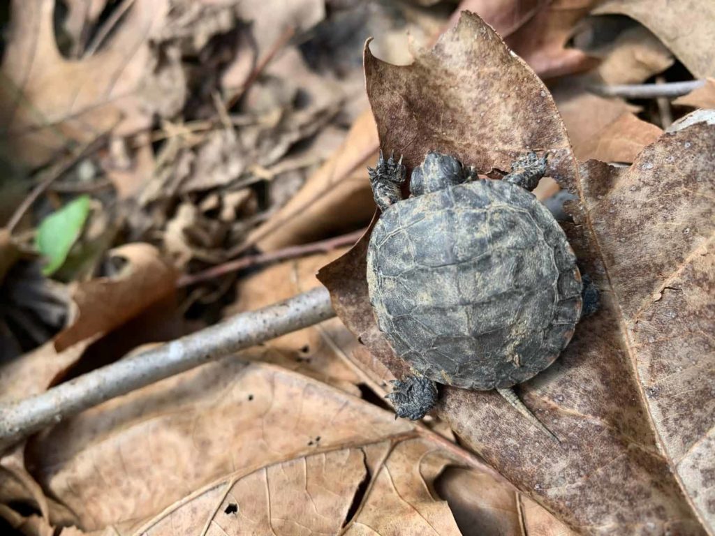 A juvenile box turtle on a leafy forest floor