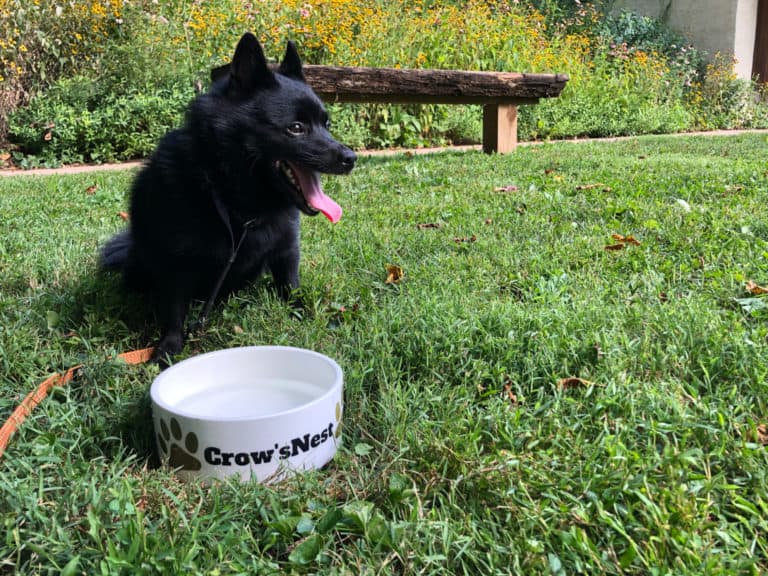 A dog sits behind a water bowl in the grass