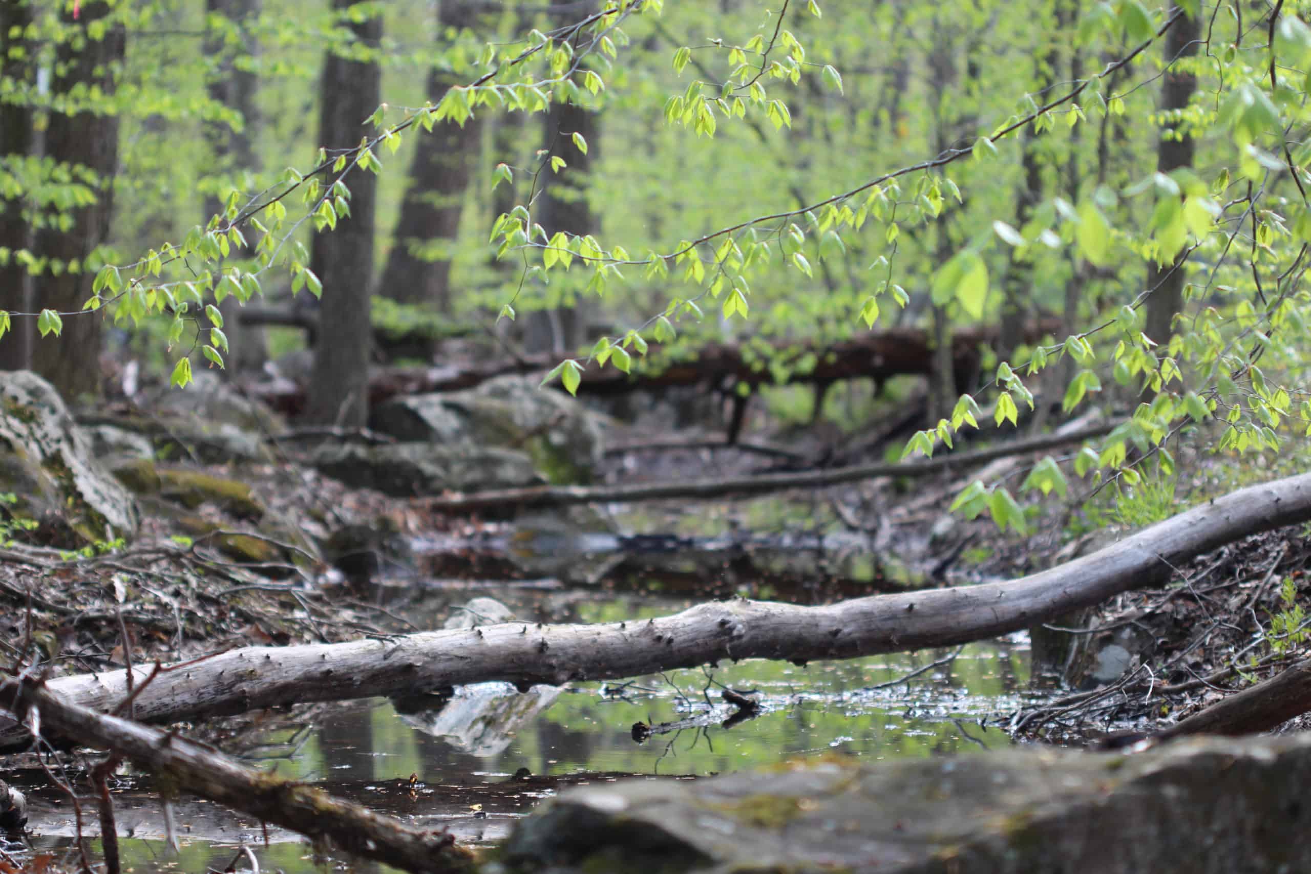 A wooded stream in spring