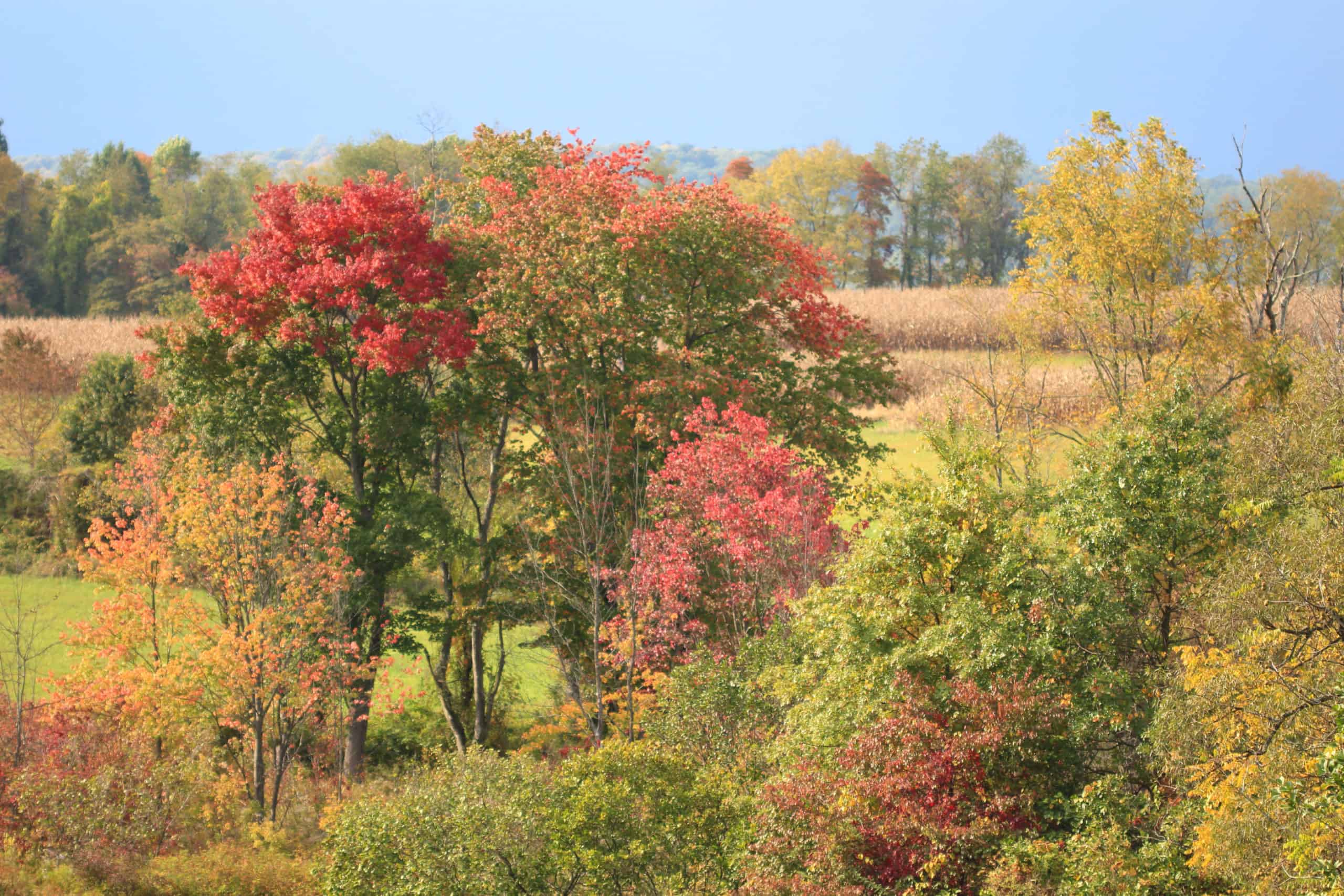 Fall color in farm fields and nearby trees