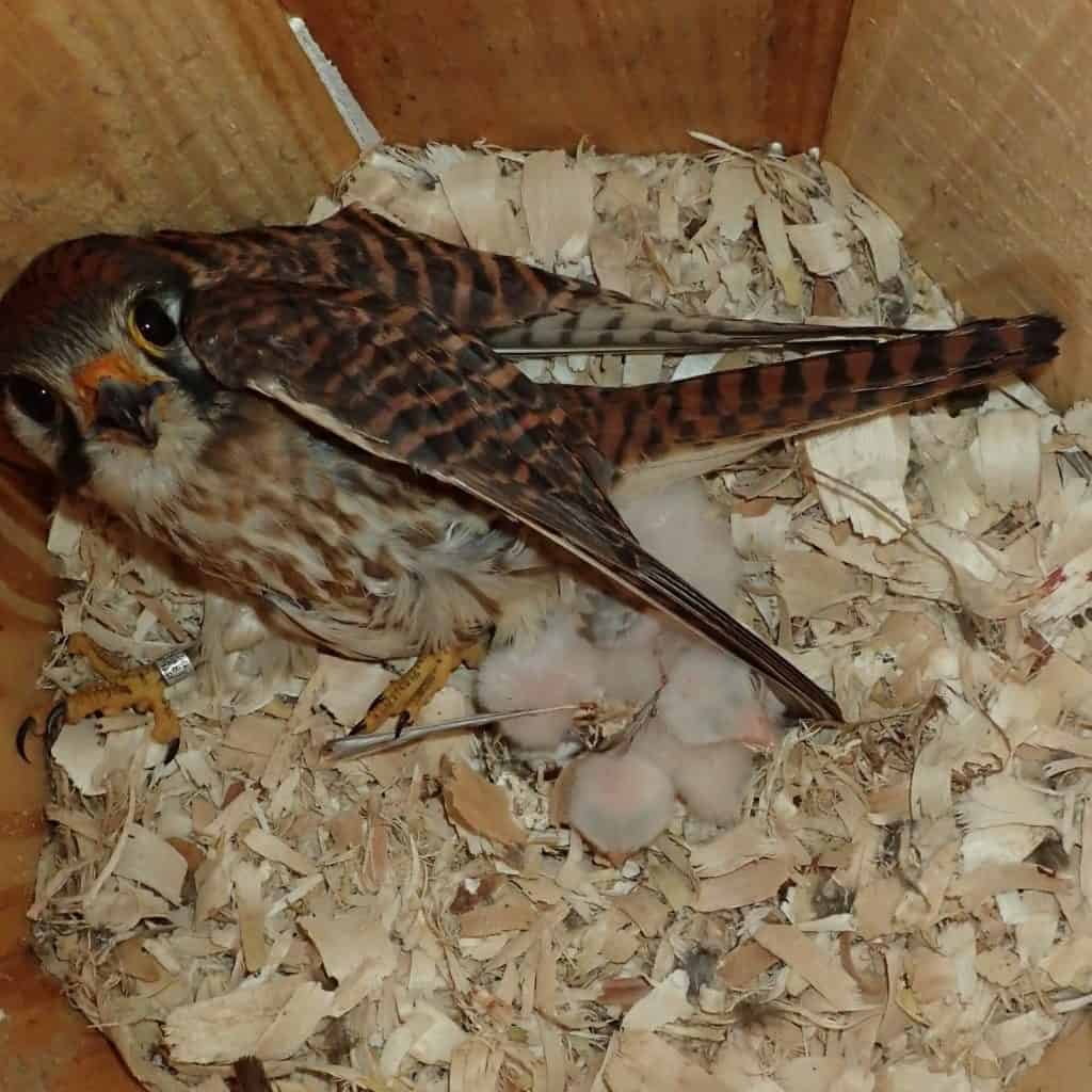 A female American Kestrel stares at the camera as a clutch of tiny, fluffy white baby chicks cluster under her inside a nest box.