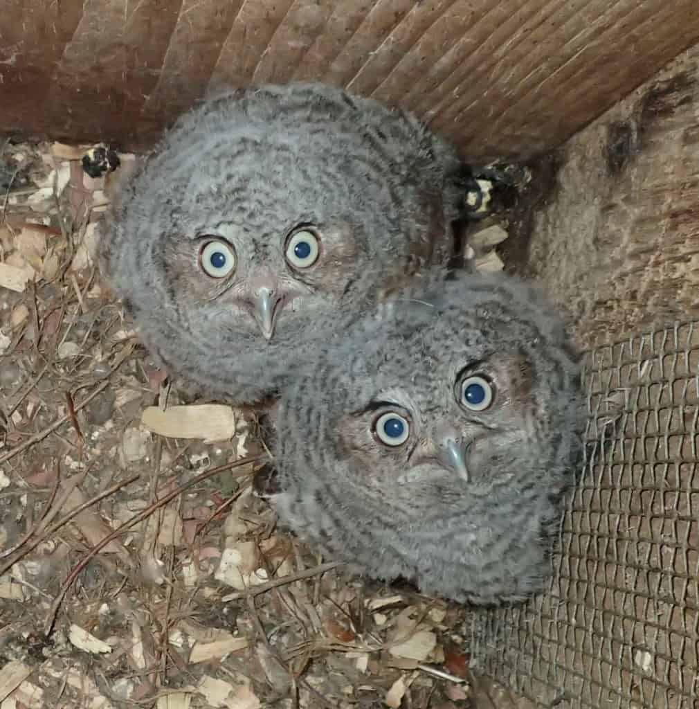 Two juvenile Eastern Screech Owl babies stare up at the camera in a nest box.