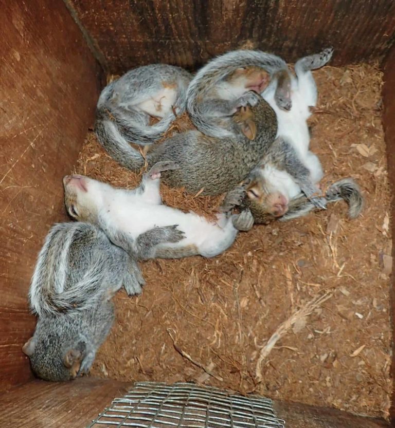 Six sleepy baby Eastern gray squirrels lounge in a pile in a nest box.