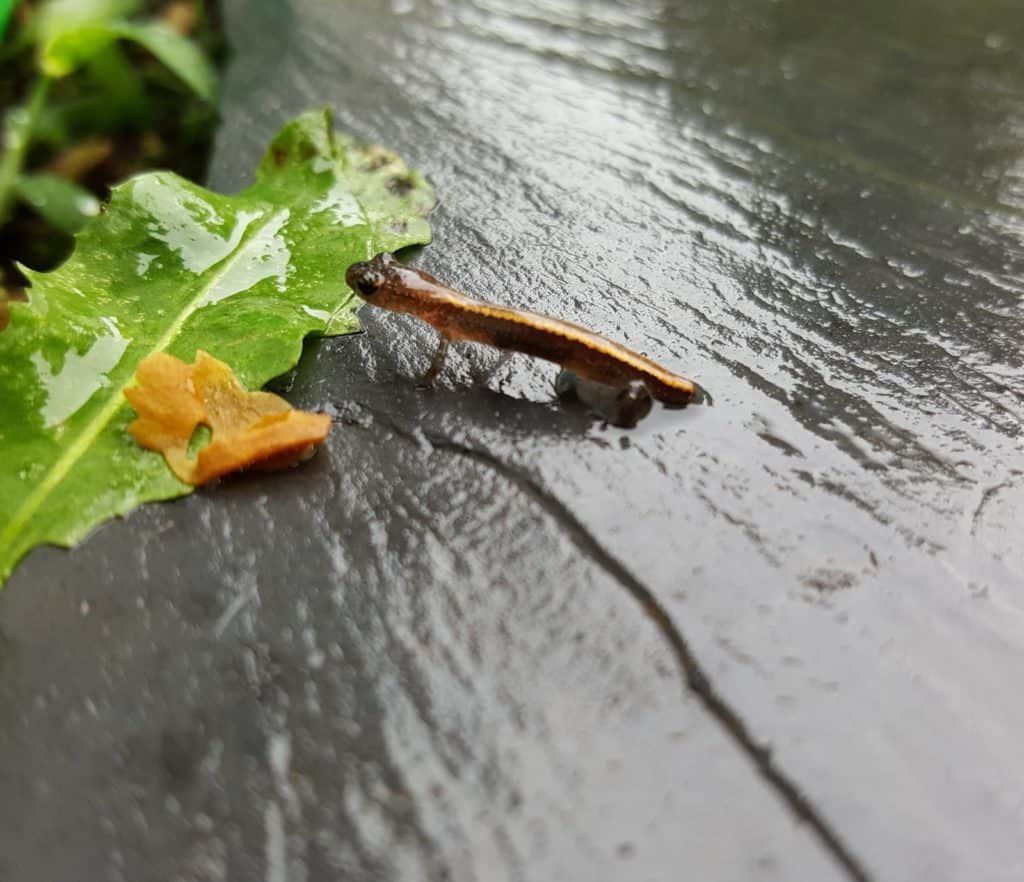 A baby salamander stands on a wet slate next to a green leaf.