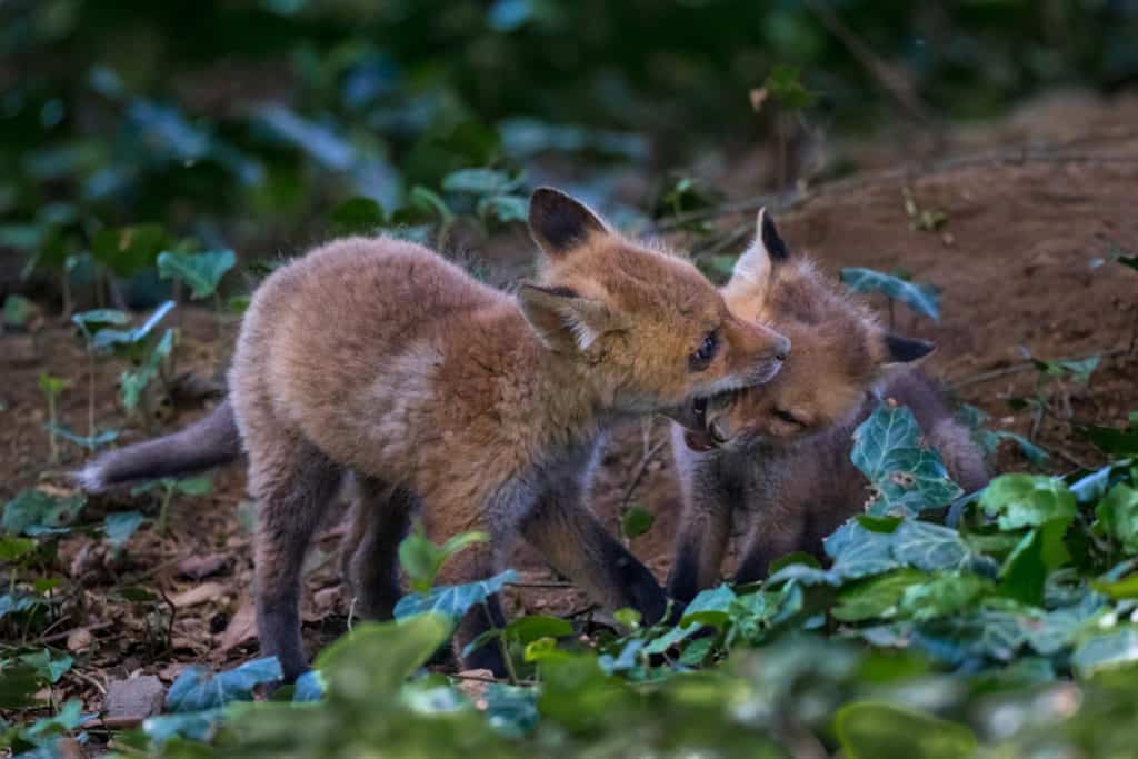 Two tiny fox babies play with each other in a woodlands.
