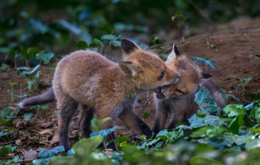 Two tiny fox babies play with each other in a woodlands.