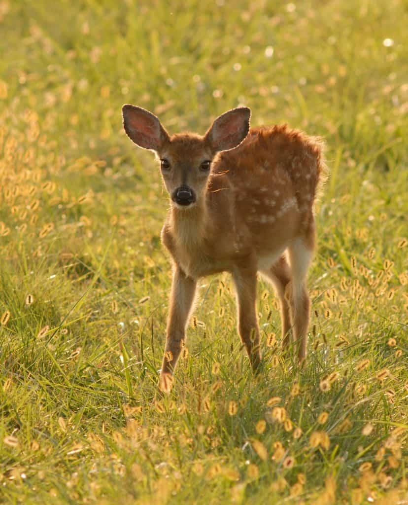 A young spotted fawn faces the camera in a green meadow.