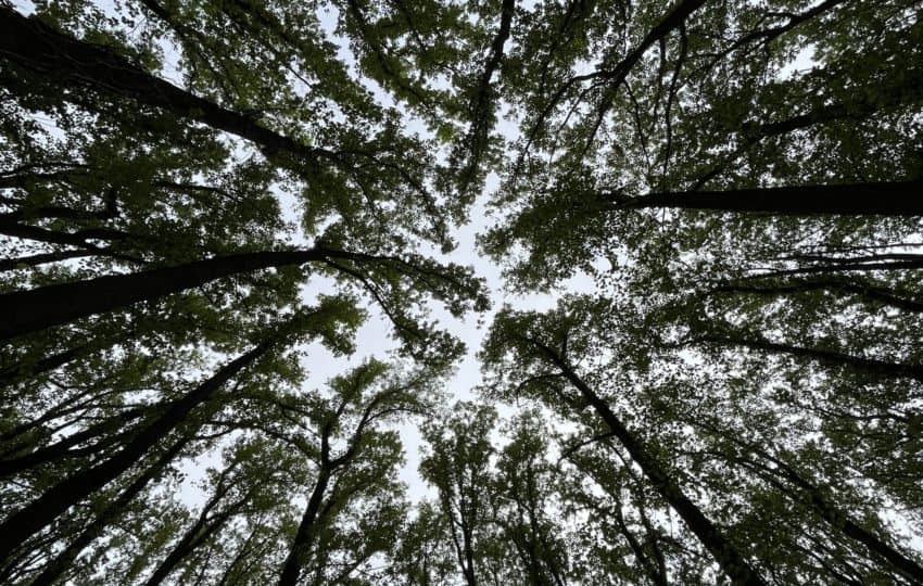 An upward view at the tall trunks of trees and their leaves, a blue sky with a circular mandala effect.