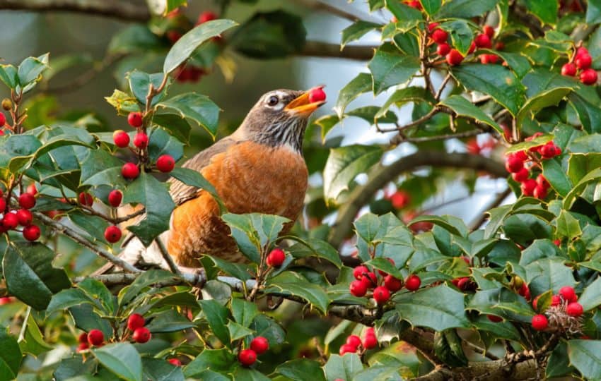 American Robin eating holly berries