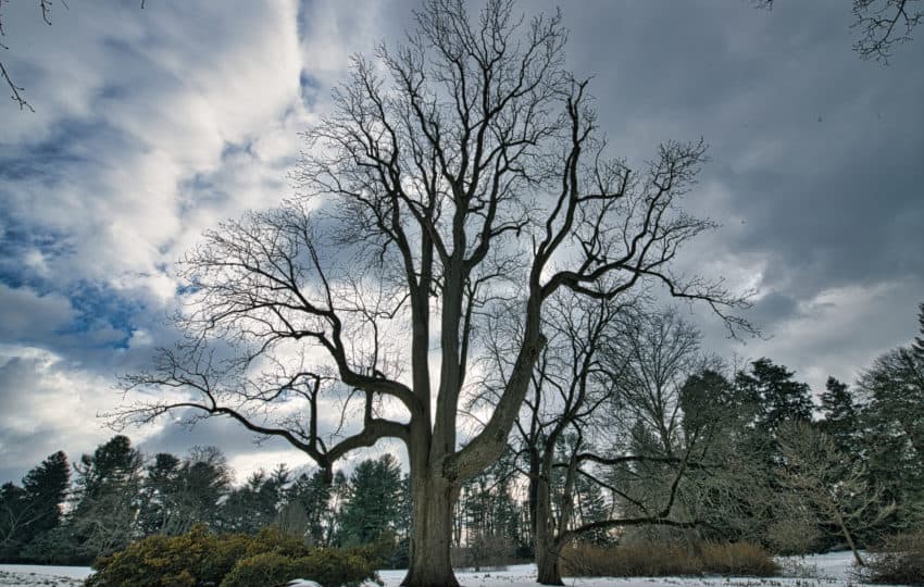 A silhouetted tree with bare branches against a cloudy sky, reaching up toward a peek of blue. Snow covers the ground.