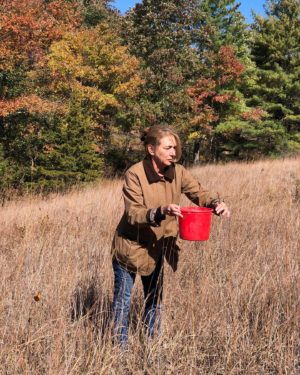 A woman in a long brown coat and jeans holding a red bucket in a field of tall grasses, collecting seeds from Indian grass.