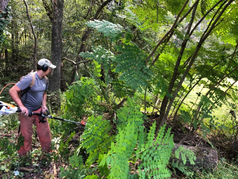 Man using an electric handheld brush cutter to remove invasive plants